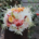 Buchet de mireasă Coral Punch Sensation