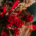 Buchet structural de mireasă Hibiscus Red