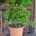 Plantă naturală Crassula - Arborele de Jad