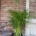Palmier de interior Areca Premium