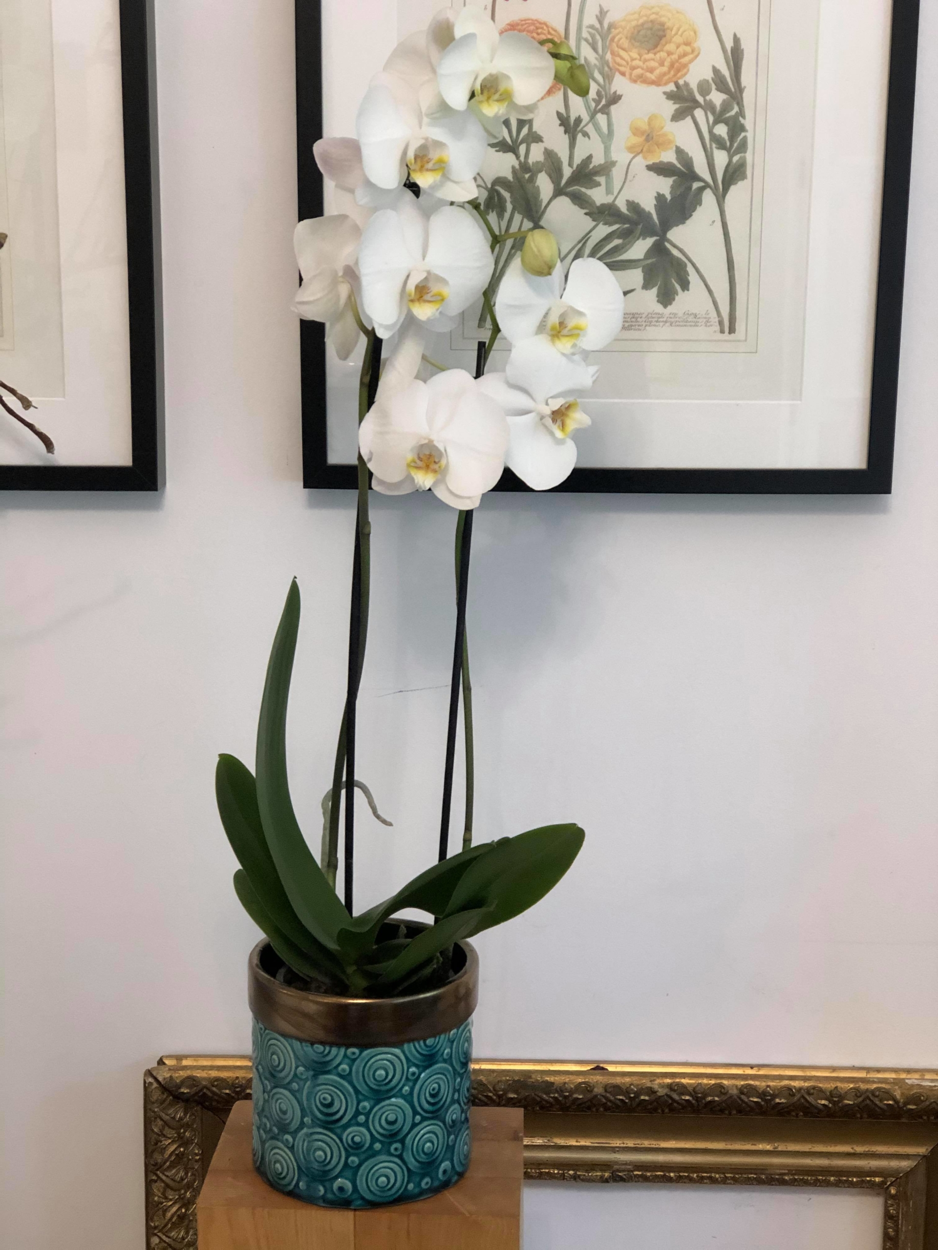 Orhidee albă Phalaenopsis cu vas inclus - enRose