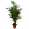 Palmier de interior Areca Premium