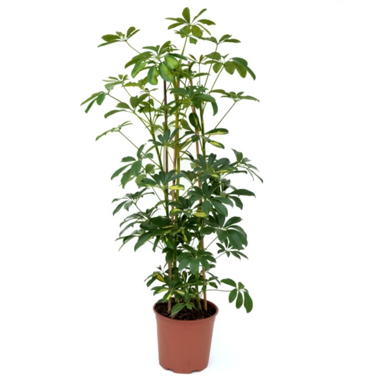 Plant de apartament Schefflera - Arborele Umbrel - enRose