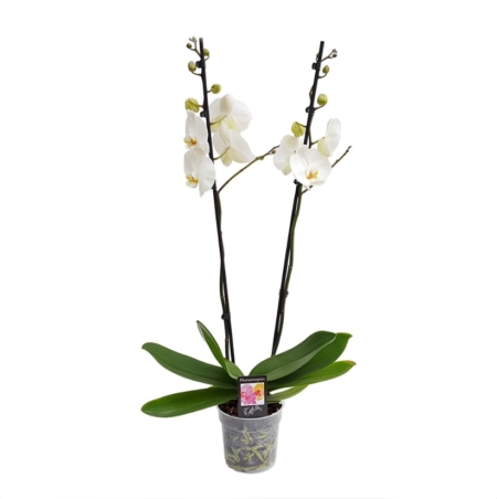 Plantă exotică cu flori Orhidee Phalaenopsis
