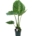 Plantă naturală Alocasia Calidora Urechea-Elefantului