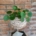 Plantă naturală Pilea peperomioides Money Penny