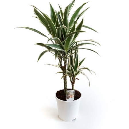 Plantă naturală tropicală Dracena White Stripe