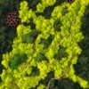 Tablou mare cu licheni stabilizați Amazon