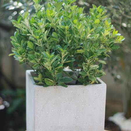 Arbust natural peren Euonymus jap Pierrolino