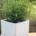 Ilex crenata Laur japonez