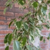 Ficus Benjamin bicolor enrose