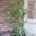 Ficus Benjamin bicolor enrose