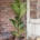 Ficus Lyrata