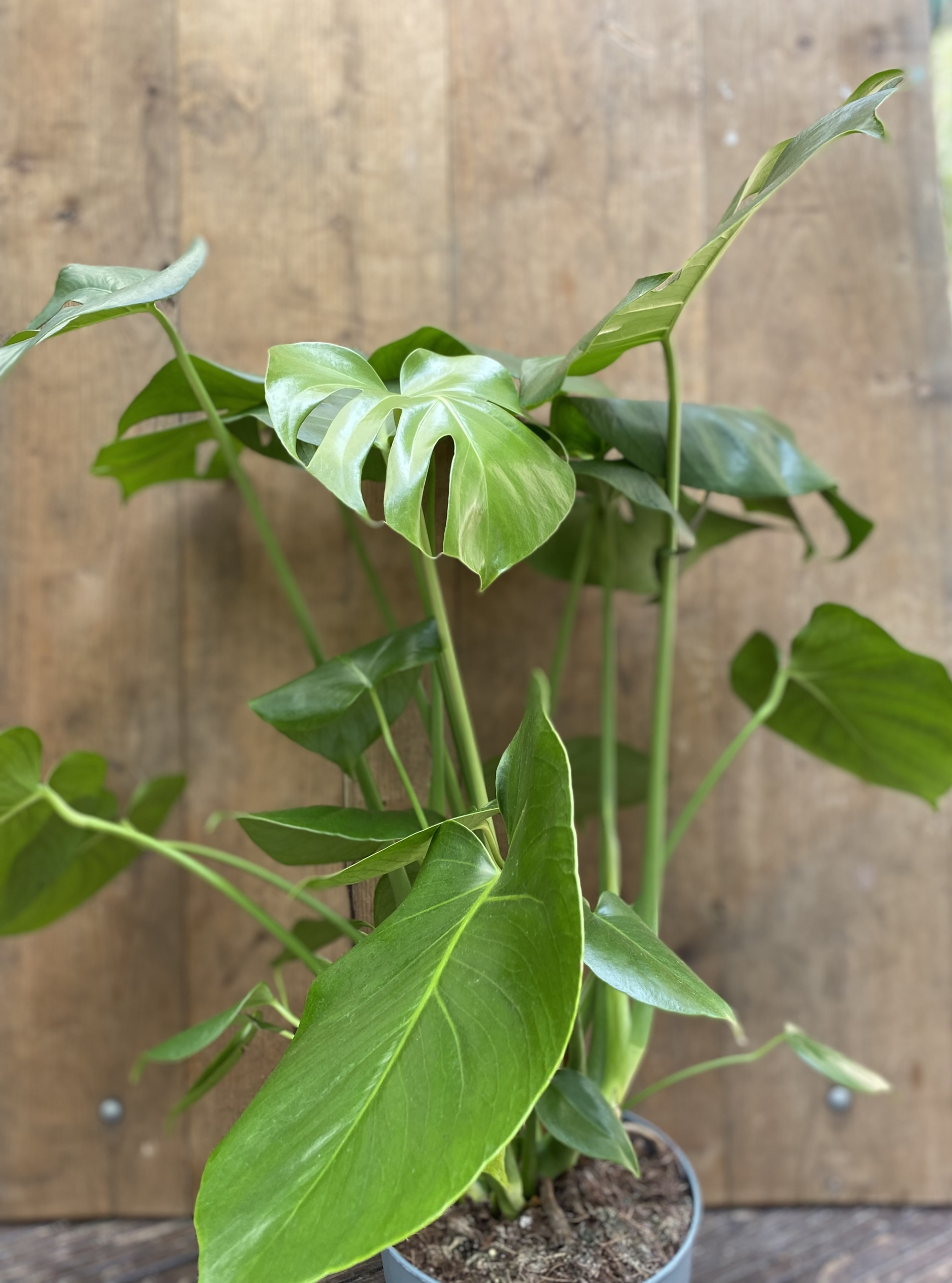 Monstera Deliciosa - enRose