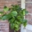 pothos epipremnum aureum