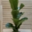 Planta naturala ficus bambino